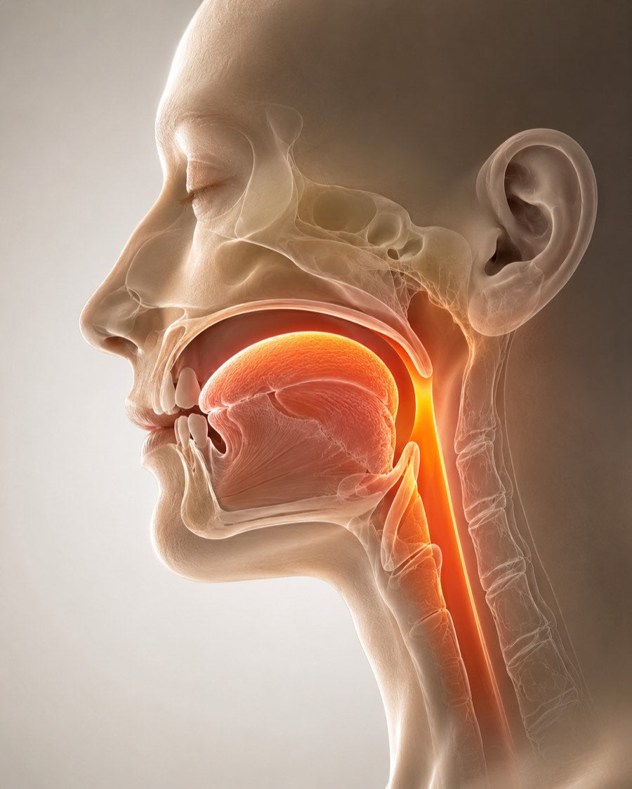 Illustration anatomique de profil de la langue, de la mâchoire et des voies respiratoires
