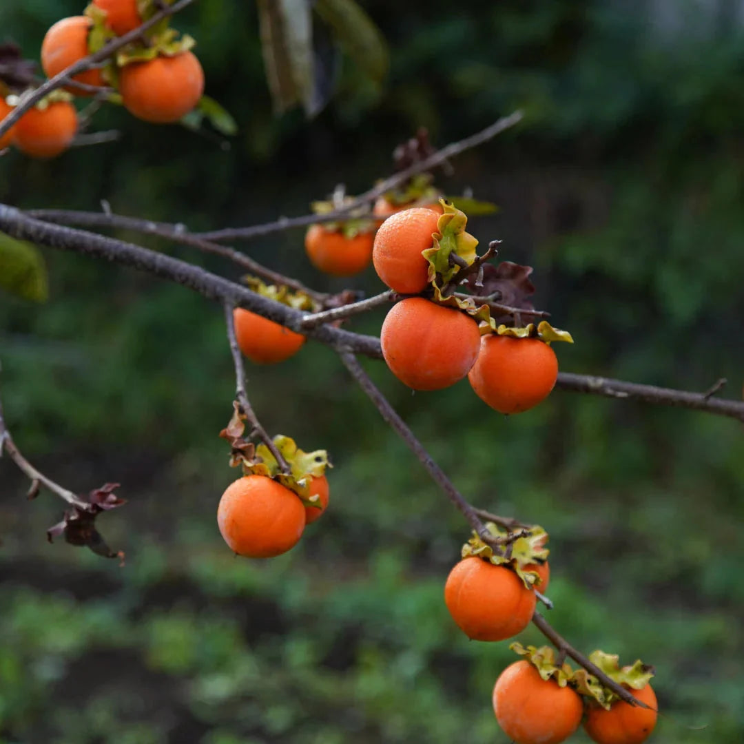 SMELLS_LIKE_sun-ripened_persimmon_3.webp__PID:acac5c56-72ba-4b71-8128-53df391e9b4d