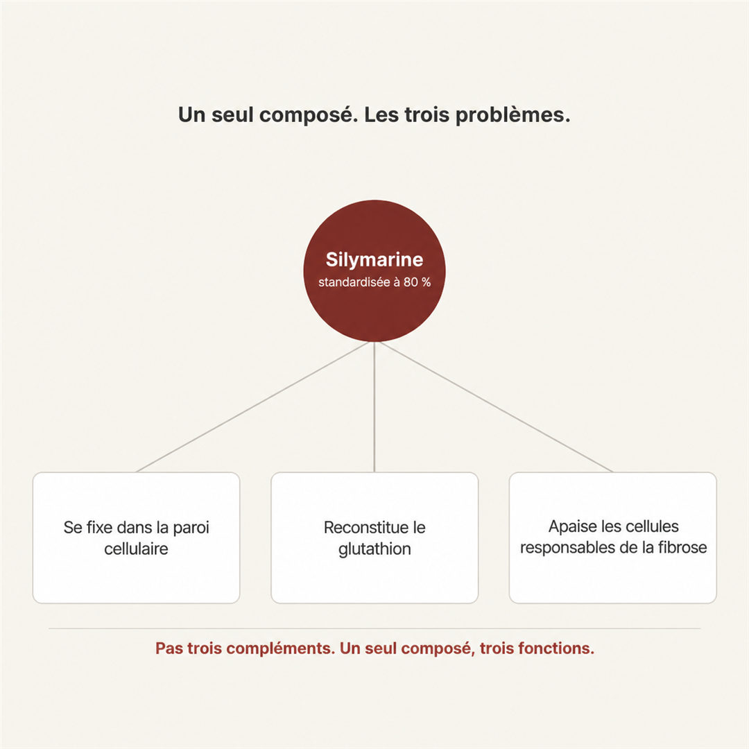 La silymarine agit sur la paroi cellulaire, le glutathion et les cellules responsables de la fibrose